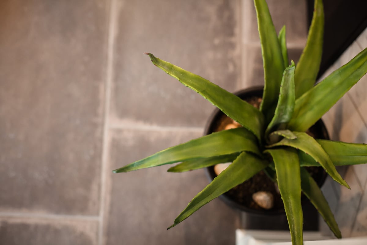 aloe-plant-on-stone-tile-detail-omaha-ne-optimized