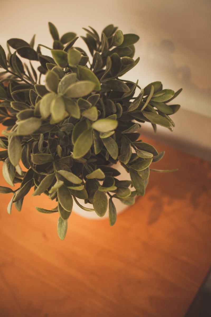 potted-plant-on-wood-table-detail-omaha-ne-optimized